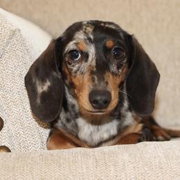 Remi - Dachshund