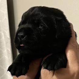Light blue collar - Black male Labrador Retriever puppy in Desert Hot Springs, California from Outlaws Labradors