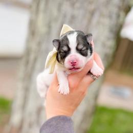 Briar - Black and white female Pomsky puppy in Cleveland, Ohio from Lake Point Pomskies