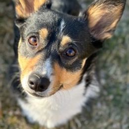 Pembroke Welsh Corgis from Poppy's Puppies