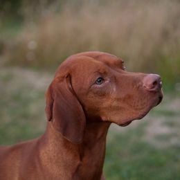 Bond - Vizsla