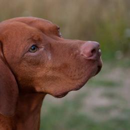 Bond - Vizsla