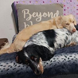 Dachshund puppies from With Love From Maggie