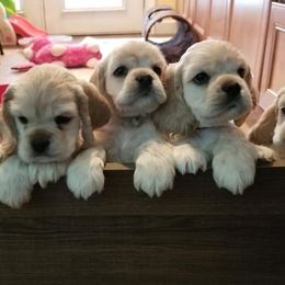 Cocker Spaniels from Pinecliff Cockers