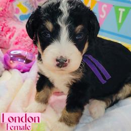 London - Tri-color female Bernedoodle puppy in Beecher, Illinois from Erica’s Doodles