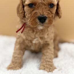 Red - Red female Australian Labradoodle puppy in Antelope, California from Adorable Labradoodle