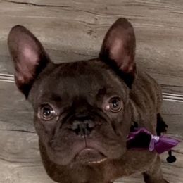 French Bulldogs from Buddhism Bullies