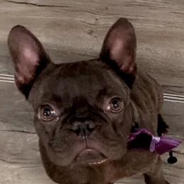 French Bulldogs from Buddhism Bullies