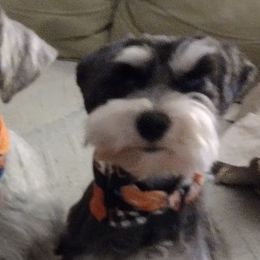 Miniature Schnauzers from Kim Stockstill