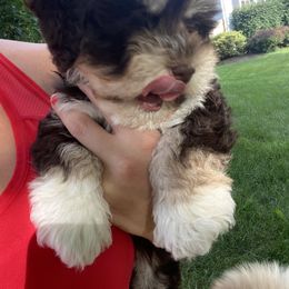 Havanese Puppies from Coco’s Puppies