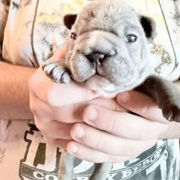 French Bulldog Puppies from Lots of Ropes French Bulldogs