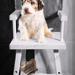 Cockapoo Puppies from Royal Cockapoo Playhouse