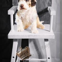 Cockapoo Puppies from Royal Cockapoo Playhouse