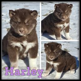 Harley - Red and white female Siberian Husky puppy in Wheeler, Michigan from Haase Family Kennels