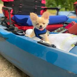 Chihuahua All Grown Up from Home Grown Chihuahuas From Iowa