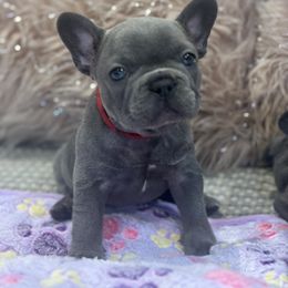 Red Riding Hood - Blue French Bulldog puppy in Lakeview Terrace, California from WMDFrenchies