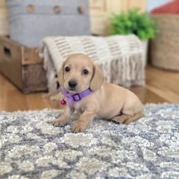AKC Meet Goldie  :) - Cream female Dachshund puppy in Centerville, Iowa from Barnyard Dachshunds, Dals & Doodles