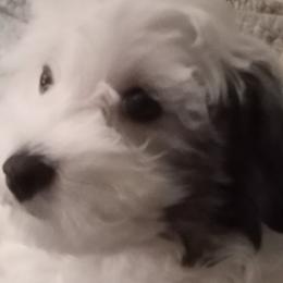 Maltipoos from Maltipoo Babies from Washington