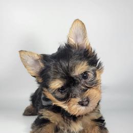 Orange collar boy - Black and tan male Yorkshire Terrier puppy in Jacksonville, Florida from Yorkieology