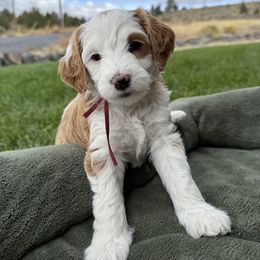 Maroon - Parti female Goldendoodle puppy in Hines, Oregon from Switch Canyon Doodles