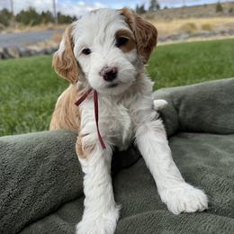 Maroon - Parti female Goldendoodle puppy in Hines, Oregon from Switch Canyon Doodles