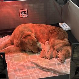 Girl 1 - Golden female Golden Retriever puppy in Montgomery, Texas from Chrysanthos Golden Retrievers