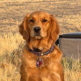 Journey - Golden Retriever
