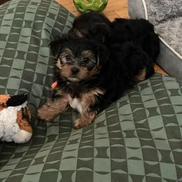 D'Angelo - Black and tan male Yorkshire Terrier puppy in Beavercreek, Ohio from The Yorkie Den, LLC
