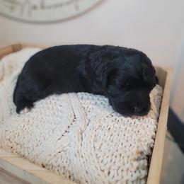 Bernedoodle Puppies from TOP NOTCH PUPS- BERNEDOODLE BREEDER