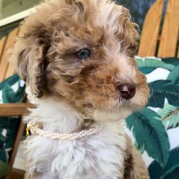 Aussiedoodles, Goldendoodles, and Poodles from Boujie Doodles and Poodles