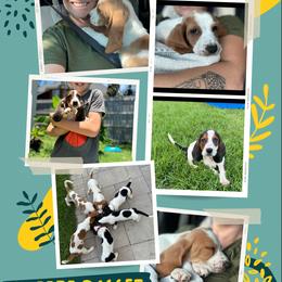 Basset Hound Puppies from Breeze Basset Hounds