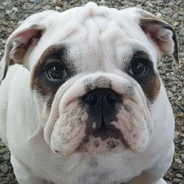 Bulldogs from Hamalini Bulldogs LLC
