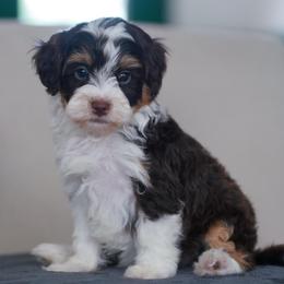John Smith - Tri-color male Bernedoodle puppy in Dundee, Ohio from Down Home Doodle