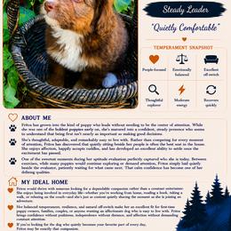 Fritos - female Australian Mountain Doodle puppy in Port Orchard, Washington from Yukon Harbor Doodles