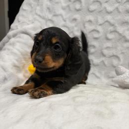 Gaston - Black and tan male Dachshund puppy in Temple, Texas from Brit’s Doxie Crossing