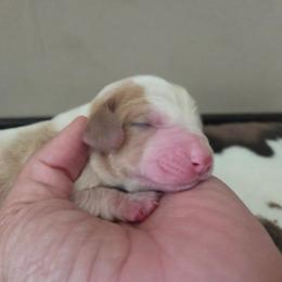 Zillow - Red and white female Basset Hound puppy in Denison, Texas from Emma Lou's Baby Bassets
