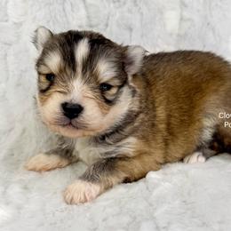 Baker - Silver male Pomsky puppy in Sheffield, Iowa from Clover Ridge Pomskies
