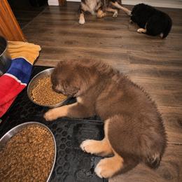 Australian Shepherd Puppies from McElroy Homestead Austrailian Shepherds