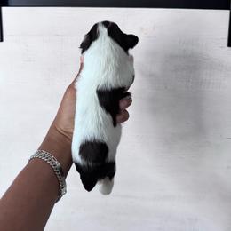 Girl 2 - Parti female Miniature Schnauzer puppy in Santa Ana, California from The_K_Schnauzers
