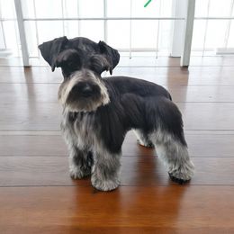 Miniature Schnauzer Puppies from Schnauzer Snobs