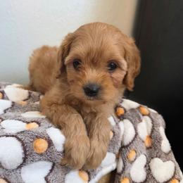 Arrow - Red male Cavapoo puppy in Blackfoot, Idaho from Draper Mountain Doodles