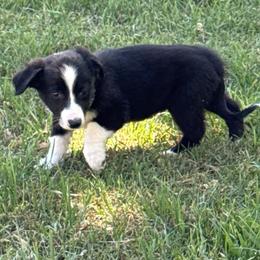 Boy 442 - Black and white male Border Collie puppy in Temecula, California from West Coast Border Collies