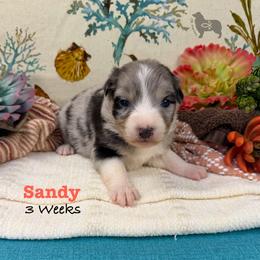 Sandy - Blue merle female Australian Shepherd puppy in El Dorado Springs, Missouri from OR Aussies