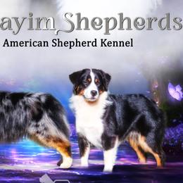 Miniature American Shepherds from Shamayim Shepherds