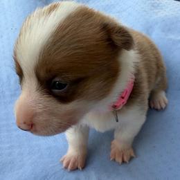 Pink - Sable female Pembroke Welsh Corgi puppy in Dobson, North Carolina from Clover S Farm