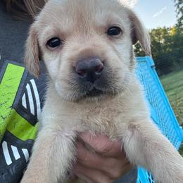 Blossom - Yellow female Labrador Retriever puppy in Garnett, Kansas from Timberland Creek Labradors