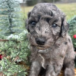 Ella - Merle female Goldendoodle puppy in Gay, Georgia from That’s My Puppy