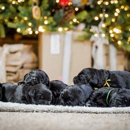 Labrador Retriever Puppies from Mid-Columbia Labradors