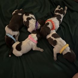3 females - Liver roan female German Shorthaired Pointer puppy in Osawatomie, Kansas from Doyle’s GSP
