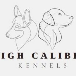 Pembroke Welsh Corgis from High Caliber Kennels